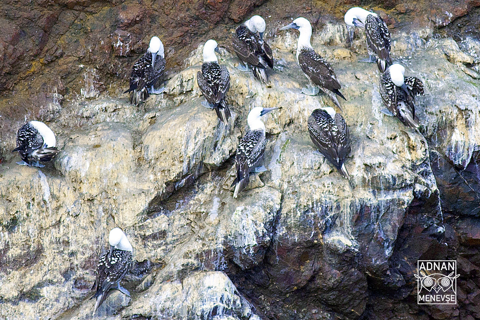 Blue-footed Booby
